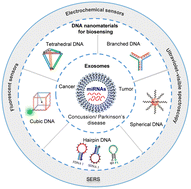 Graphical abstract: Biological properties and DNA nanomaterial biosensors of exosomal miRNAs in disease diagnosis