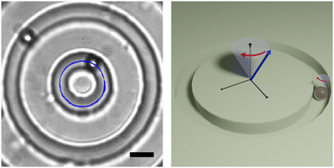 Graphical abstract: Curvature induces and enhances transport of spinning colloids through narrow channels