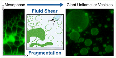 Graphical abstract: Ultrahigh yields of giant vesicles obtained through mesophase evolution and breakup