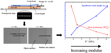 Graphical abstract: Adhesion study at the interface of a PDMS-elastomer and borosilicate glass-slide: effect of modulus and thickness of the elastomer