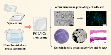 Graphical abstract: Scalable fabrication of porous membrane incorporating human extracellular matrix-like collagen for guided bone regeneration