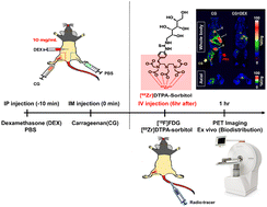 Graphical abstract: Development of a diagnostic and drug evaluation system for acute inflammation using a novel [89Zr]DTPA-sorbitol probe
