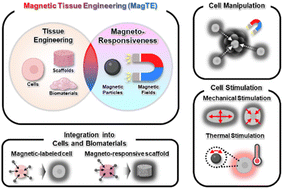 Graphical abstract: Magnetic-based tissue engineering: principles, applications, and future prospects in biofabrication