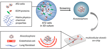 Graphical abstract: Modeling functional responses to pollutant exposure using modular hydrogel supported vascularized alveolosphere-on-a-chip