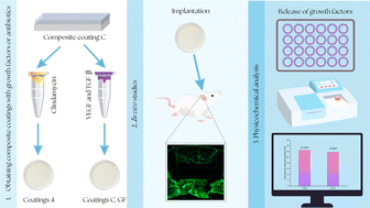 Graphical abstract: Bioactive coating with clindamycin, VEGF-165, and TGF-β1 for supporting bone tissue regeneration