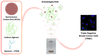 Graphical abstract: A red emitting carbon dot and aptamer-functionalized alginate system for targeted triple-negative breast cancer imaging