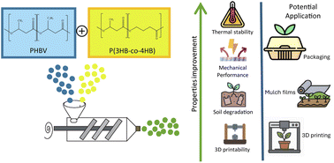 Graphical abstract: Blending PHBV with P(3HB-co-4HB) for superior thermal stability, mechanical strength, and environmental degradation