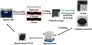 Graphical abstract: Efficient separation of the NCM cathode material and Al foil from spent lithium-ion batteries with oxalic acid under mild conditions