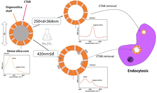 Graphical abstract: Elaboration of hollow mesoporous organosilica nanospheres of various sizes