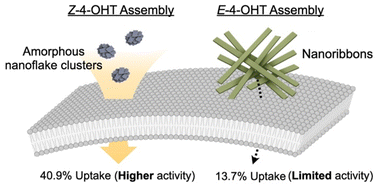 Graphical abstract: Isomer-driven supramolecular polymorphism of 4-hydroxytamoxifen modulating nanostructure-dependent cellular uptake and cytotoxicity