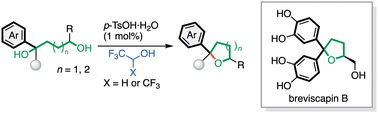 Graphical abstract: Total synthesis of breviscapin B via intramolecular dehydrative etherification