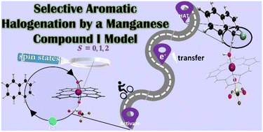 Graphical abstract: Selective aromatic halogenation by a manganese compound I model: a mimic of chloroperoxidase