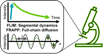 Graphical abstract: FLIM–FRAPP: near-simultaneous characterization of multi-scale polymer dynamics via fluorescence microscopy