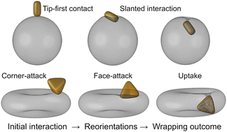Graphical abstract: Cell-scale dynamic modeling of membrane interactions with arbitrarily shaped particles