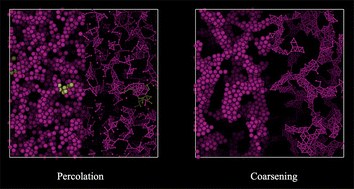 Graphical abstract: Emergence and evolution of a particulate network during gelation and coarsening of attractive colloids