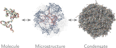 Graphical abstract: Biomolecular condensate microstructure is invariant to sequence-encoded molecular and macroscopic properties