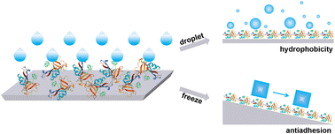 Graphical abstract: AFP-based anti-icing coatings: present challenges and future opportunities