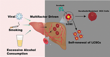 Graphical abstract: Engineered nanomedicine targets liver cancer stem cells to treat liver cancer disease