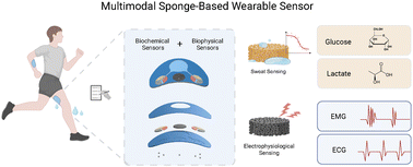 Graphical abstract: Multimodal sponge-based wearable sensor for continuous monitoring of electrochemical and electrophysiological signals during exercise