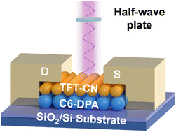 Graphical abstract: Molecularly thin organic single-crystalline p–n heterojunctions by interfacial heteroepitaxy for high-performance polarization-sensitive photodetectors