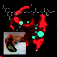 Graphical abstract: Metabolic probes for imaging endosymbiotic bacteria within toxic dinoflagellates