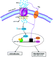 Graphical abstract: The effect of silicate ions on proliferation, osteogenic differentiation and cell signalling pathways (WNT and SHH) of bone marrow stromal cells