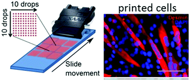 Graphical abstract: Bio-ink for on-demand printing of living cells