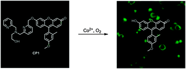 Graphical abstract: A selective reaction-based fluorescent probe for detecting cobalt in living cells