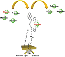 Graphical abstract: Glucose selective Surface Plasmon Resonance-based bis-boronic acid sensor