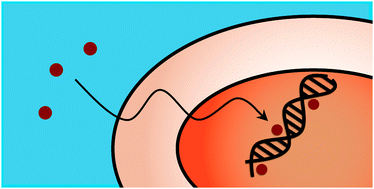 Graphical abstract: The path for metal complexes to a DNA target