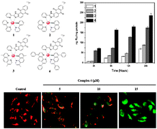 Graphical abstract: The induction of mitochondria-mediated apoptosis in cancer cells by ruthenium(ii) asymmetric complexes