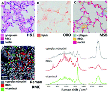 Graphical abstract: Raman microimaging of murine lungs: insight into the vitamin A content