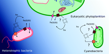 Graphical abstract: Heme in the marine environment: from cells to the iron cycle