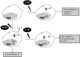 Graphical abstract: Effects of non-toxic zinc exposure on human epidermal keratinocytes