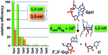 Graphical abstract: Diguanidinocalix[4]arenes as effective and selective catalysts of the cleavage of diribonucleoside monophosphates