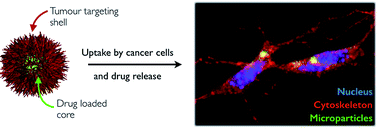 Graphical abstract: Alginate–peptide amphiphile core–shell microparticles as a targeted drug delivery system