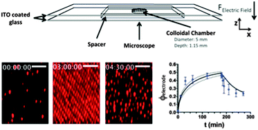 Graphical abstract: Kinetics of colloidal deposition, assembly, and crystallization in steady electric fields