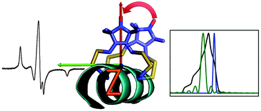 Graphical abstract: The use of the Rx spin label in orientation measurement on proteins, by EPR