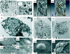 Graphical abstract: Towards understanding the antibacterial activity of Ag nanoparticles: electron microscopy in the analysis of the materials-biology interface in the lung