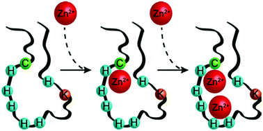 Graphical abstract: The large intracellular loop of hZIP4 is an intrinsically disordered zinc binding domain