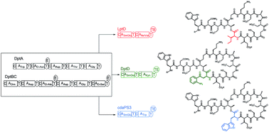 Graphical abstract: Recent advances in engineering nonribosomal peptide assembly lines