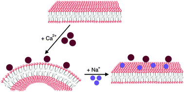 Graphical abstract: Celebrating Soft Matter's 10th anniversary: screening of the calcium-induced spontaneous curvature of lipid membranes