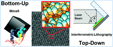 Graphical abstract: A novel design strategy for nanoparticles on nanopatterns: interferometric lithographic patterning of Mms6 biotemplated magnetic nanoparticles