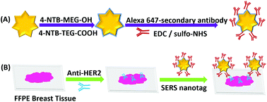 Graphical abstract: iSERS microscopy guided by wide field immunofluorescence: analysis of HER2 expression on normal and breast cancer FFPE tissue sections