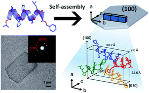 Graphical abstract: Unambiguous characterization of anisotropic foldamer packing in a foldecture with an elongated hexagonal plate shape