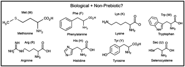 Graphical abstract: On the lack of evolutionary continuity between prebiotic peptides and extant enzymes