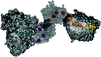 Graphical abstract: The hydrogen dependent CO2 reductase: the first completely CO tolerant FeFe-hydrogenase