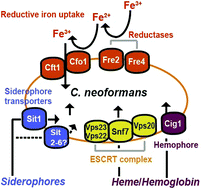 Graphical abstract: Iron acquisition in fungal pathogens of humans