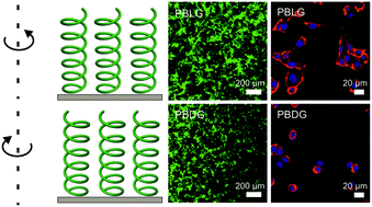 Graphical abstract: Different cell behaviors induced by stereochemistry on polypeptide brush grafted surfaces