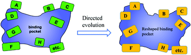 Graphical abstract: Learning lessons from directed evolution of stereoselective enzymes